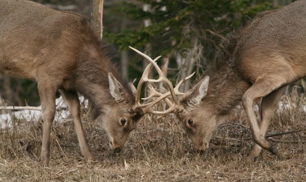 オスのエゾシカたち まだ若い角突き合い 4月中旬 知床 2011: Acermono