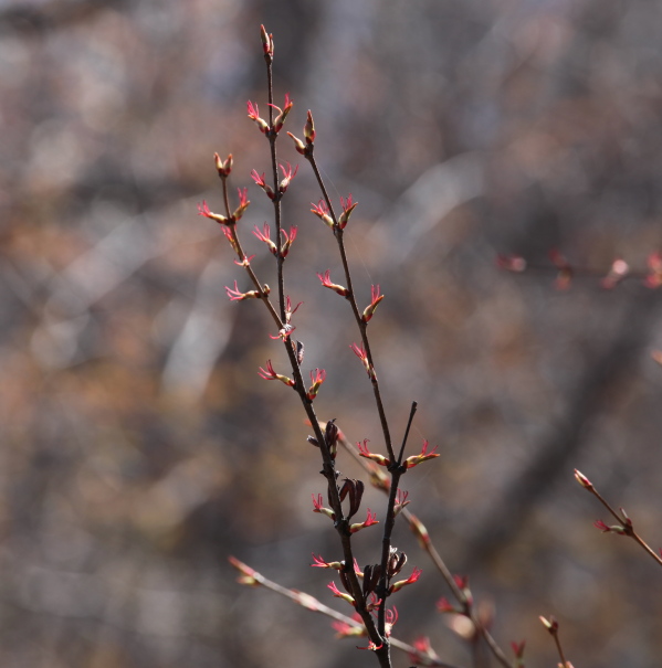 樹 カツラの赤い花 雌木の花 ５月上旬 知床 11 Acermono家の生活