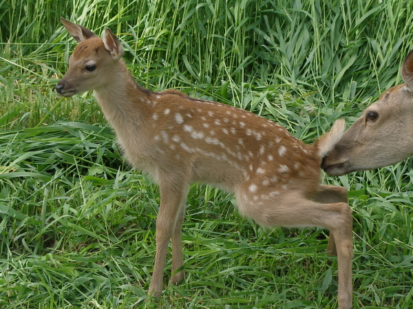 エゾシカ 子鹿に毛づくろい 6月下旬 4年前: Acermono家の生活
